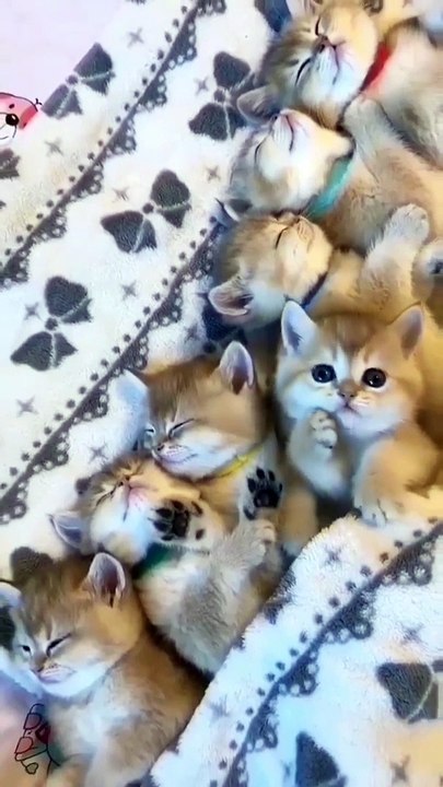 Cat sircle