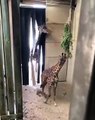 Baba zürafa, yeni doğan yavrusunu görmeye geliyor