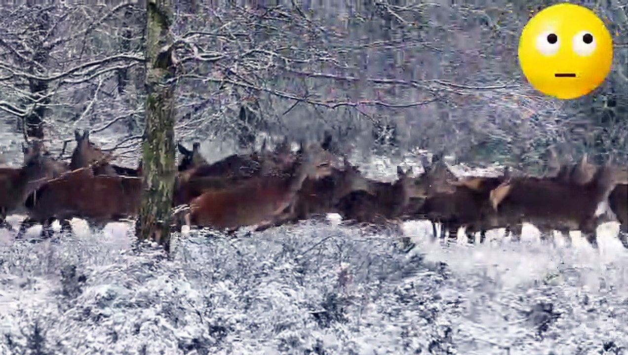 #Wild life/  animals life in the forest/ hunting time trying to save lifes