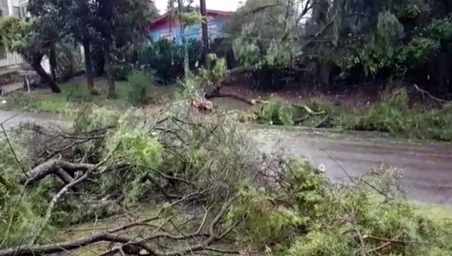 Árvore cai no Bairro Parque São Paulo e deixa rua interditada
