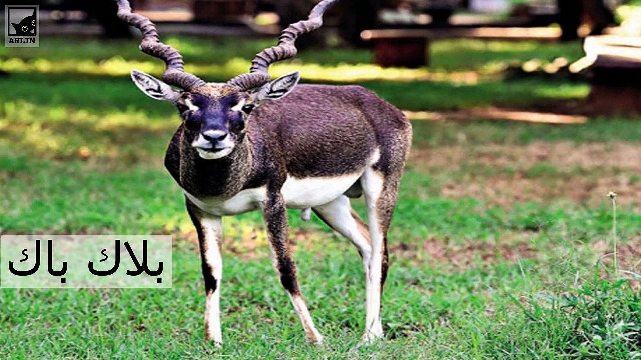 أفضل 5 حيوانات أرض أسرع في العالم