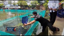 Tingkatkan Hasil, Banjarbaru Terapkan Teknik Kolam Bertingkat untuk Budidaya Ikan Gabus