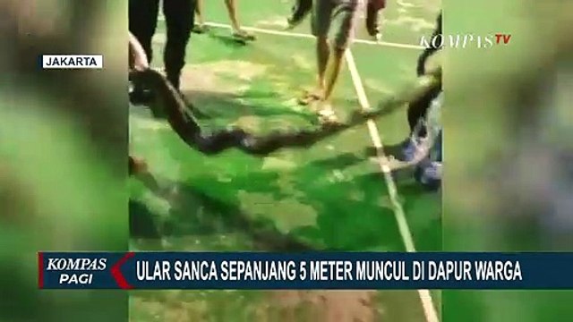 Ular Sanca Sepanjang 5 Meter Muncul di Dapur Warga