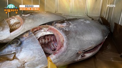 해체하는데 장장 3시간?! 바다의 귀족, 참다랑어!