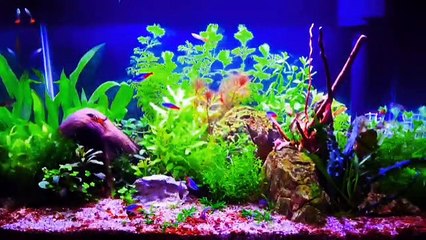 music relaxing instumental aquascape view