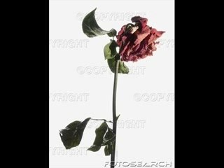 Tribal King-Trop d'alcool