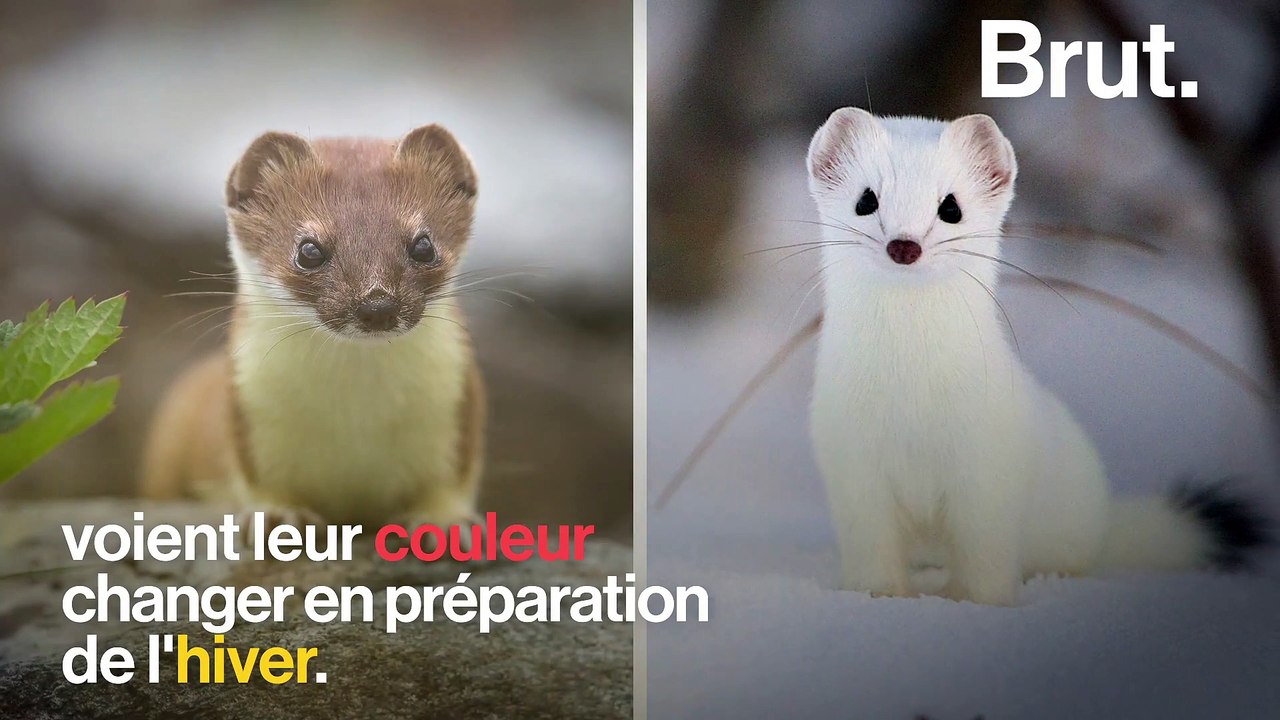 Pourquoi certains animaux deviennent blanc avant l'hiver