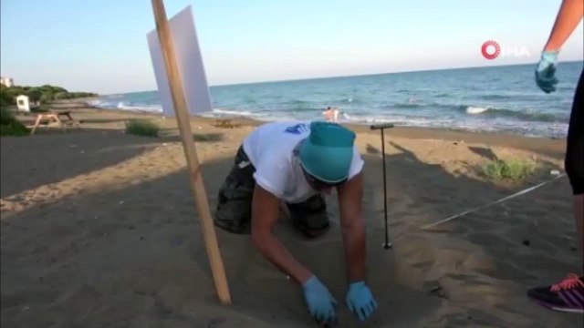 Yaklaşık 500 bin yavru kaplumbağa denizle buluştu