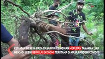 Warga Kampung Bonsai Raup Cuan dari Tanaman Tepi Kali