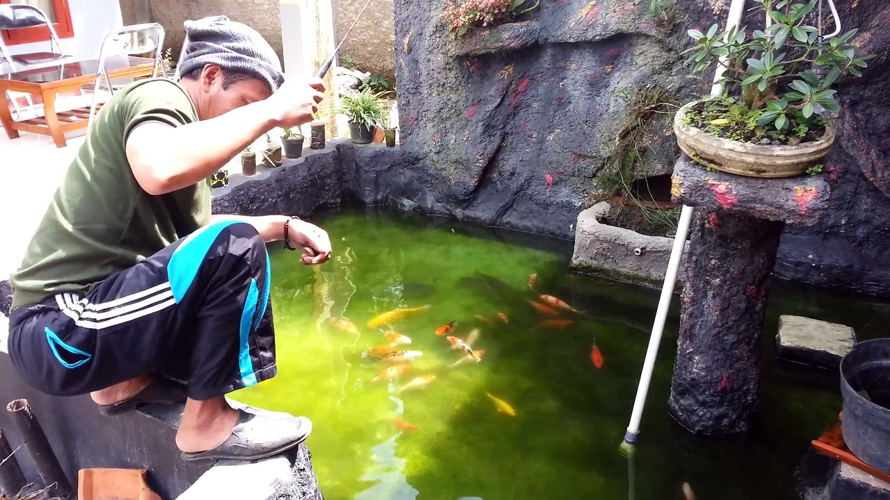 Mancing Mania di Kolam Hias