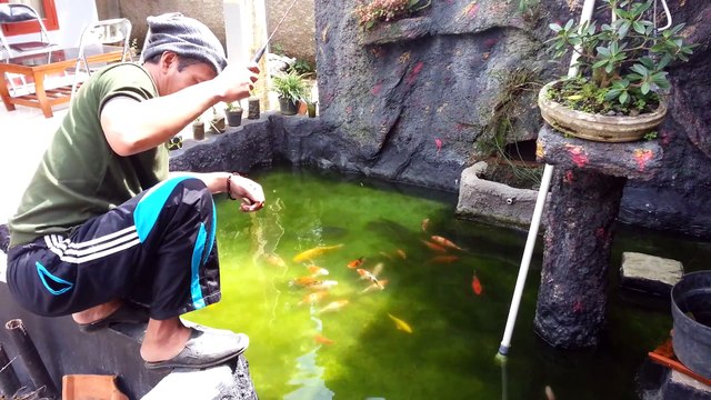 Mancing Mania di Kolam Hias