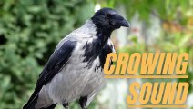 Crow Bird Crowing Sound | Crow Voice Video | Crow Crows | Kingdom Of Awais