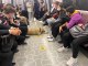 İstanbul'un gezgin köpeği "Boji" Ataşehir'de görüntülendi