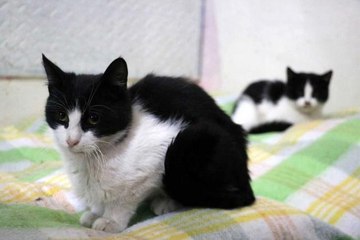 Yüzlerce kediye annelik yapıyor