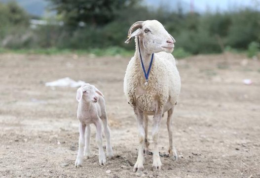 Orman yangınından kurtarılan gebe koyunun dünyaya getirdiği kuzu sevinçle karşılandı