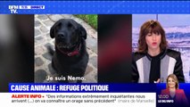 Comment les politiques s'engagent pour la cause animale ?