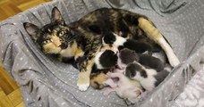 Une chatte errante enceinte, qui a vécu dehors toute sa vie, donne naissance à huit chatons et trouve enfin un foyer