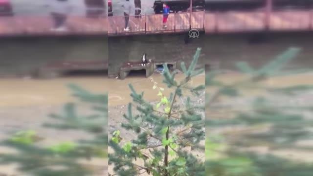 Son dakika haberleri... Derede mahsur kalan köpeğin kurtarılma anı cep telefonu kamerasına yansıdı