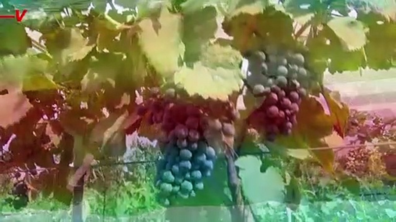 French Winemakers Use Solar Panels to Circumvent Climate Change