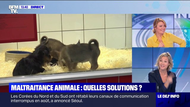 Faut-il vraiment une loi sur les animaux aujourd'hui ? - BFMTV répond à vos questions
