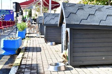 FATİH'TE SOKAK HAYVANLARI TEDAVİ MERKEZİ AÇILDI