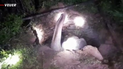 Must See! Rescuers in India Use Excavator To Free Elephant Trapped in Pit