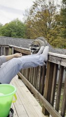 Raccoon Gently Takes Snacks on Deck