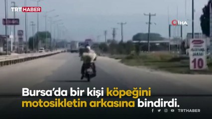Motosiklet sürücüsünün köpeği ile tehlikeli yolculuğu kamerada
