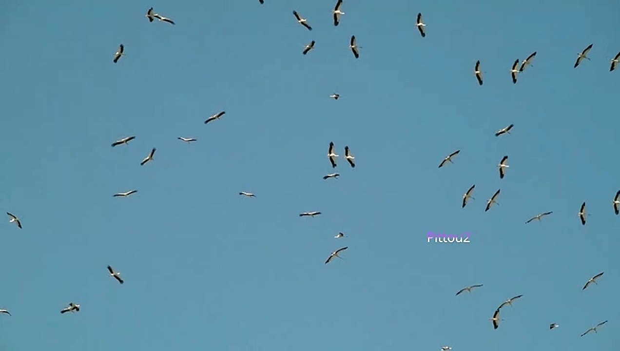Vol de Cigogne ASRM