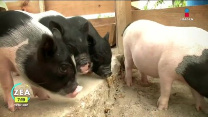 "Pig beach", el hogar de siete cerditos en Progreso, Yucatán