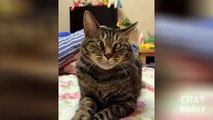Funny Cats - The Best Video Cats You Ever Seen Before - Its So Cute