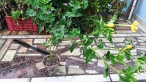 Grow Marvel of Peru From Seeds - Mirabilis jalapa