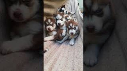 Husky Puppies Play on Hammock