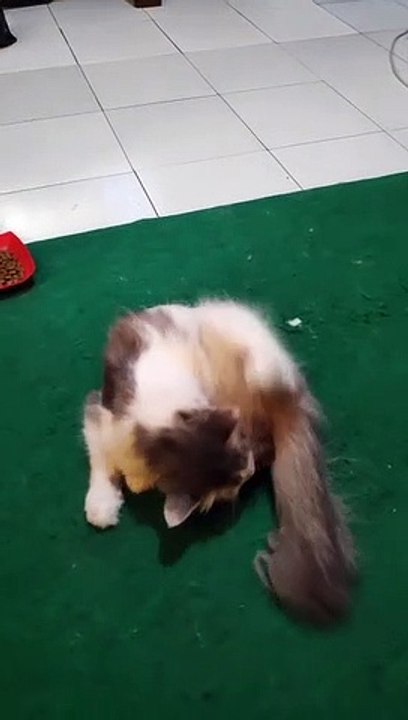 my cat