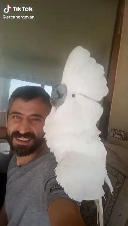 canavar bulut çıldırdı