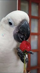 canavar bulutun beslenme saati