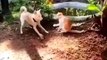 Funniest Animals Ever  - Awesome Funny Animals' Life Videos - Funniest Pets