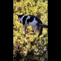 Funniest Animals Ever  - Awesome Funny Animals' Life Videos - Funniest Pets