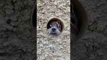 Pup in Pipe Pokes Out to Watch People