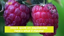 Ever Get Black Spots on Your Raspberries? This Is What It Could Mean