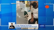 Clingy alagang kambing, isinama ng kanyang amo sa mall | Saksi