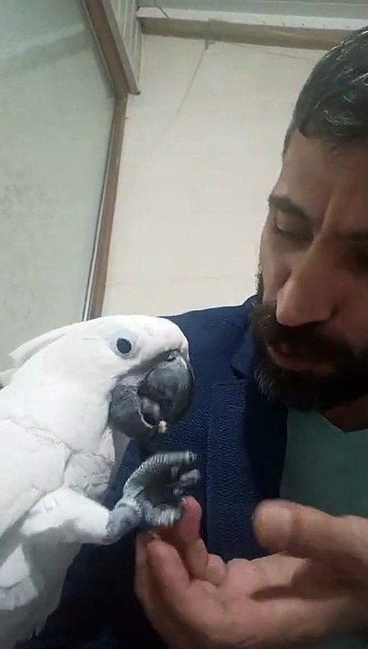 Fındıkçı bulut