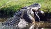 Un crocodile gobe un alligator de 2,5 mètres