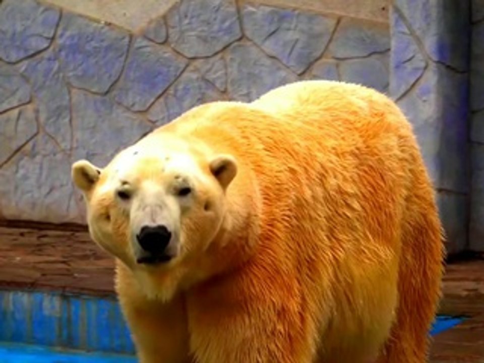 Polar Bear Video
