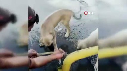 Özel harekat polisi avucuyla köpeklere böyle su içirdi