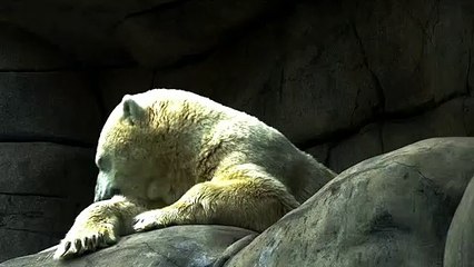 Polar Bear - Polar Bear Wildlife 4k Video