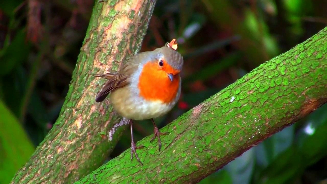 Most Beautiful Birds On Earth
