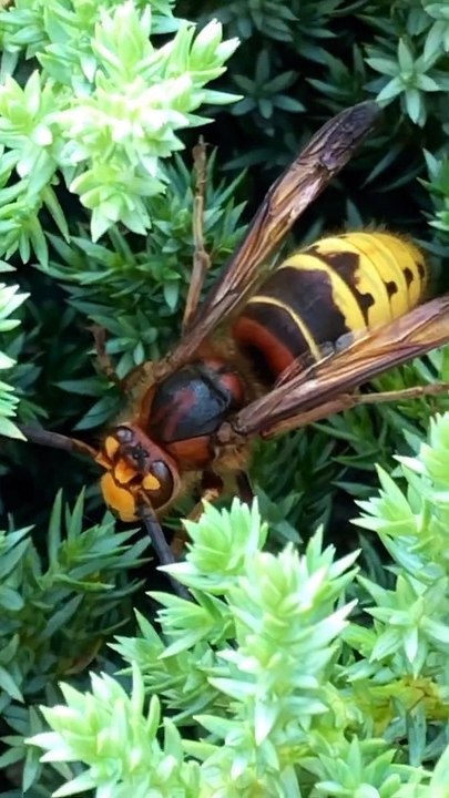 giant bee in the bush