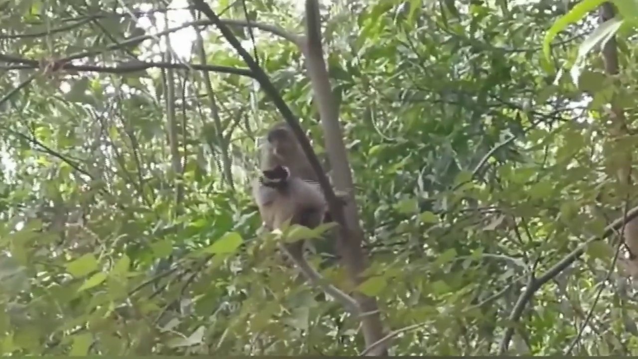 Monkey Kidnapped Puppy । Monkey and Puppy Viral Video । monkey funny video । puppy funny video। funny animals । Animal comedy । Mother animal । Viral video । Viral comedy