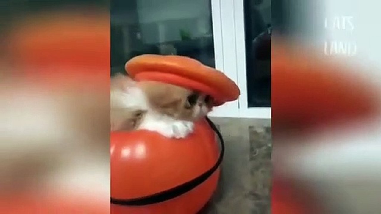funny cat 3